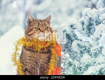 Eine lustige Katze, eingewickelt in Lametta, sitzt im Winter in der Nähe des Weihnachtsbaums im Schnee Stockfoto