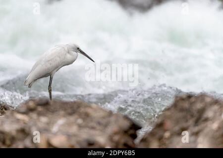 Kleiner Reiher bei der Jagd auf das Riff (Egretta garzetta) Stockfoto