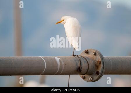 Kuhreiher, Bubulcus Ibis, ein Sonnenbad stehend auf einem Bein, über einem Wasserrohr. Ebro Delta, Tarragona, Katalonien, Spanien Stockfoto