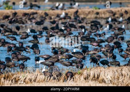 Gruppe von glänzenden Ibis, Plegadis falcinellus, Ebro Delta, Tarragona, Katalonien, Spanien Stockfoto