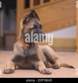 Belgischer Schäferhund-Welpen Stockfoto