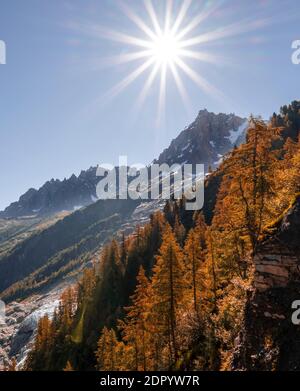 Lärchenbäume in Herbstfarben, Gipfel der Aiguille du Midi, Chamonix, Haute-Savoie, Frankreich Stockfoto