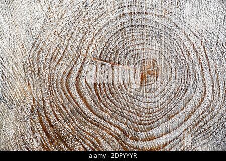 Fichte (Picea abies), Schnittfläche auf Baumstamm, Jahresringe mit Reiffrost, Nordrhein-Westfalen, Deutschland Stockfoto