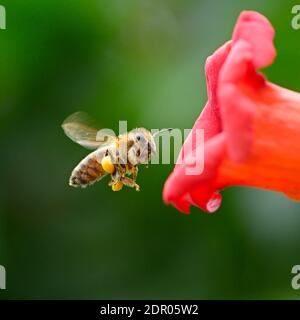 Fliegende Honigbiene in der Nähe der leuchtend roten Blumenliana Campsis Stockfoto