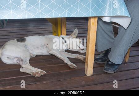 Mischlingshund liegt in der Nähe der Füße des Meisters, die sitzen Am Esstisch auf der Veranda Stockfoto
