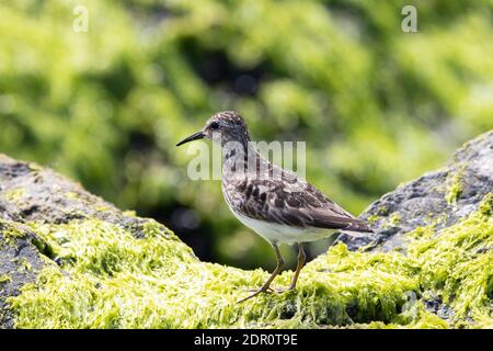 Ein wenig Sandpiper Vogel auf einem Felsen am Meer In se abgedeckt Stockfoto