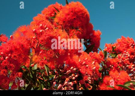 Blühende Gummiblüte, Corymbia fifolia, in Melbourne, Australien zu Weihnachten 2020 Stockfoto