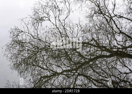 Spiegelung im Wasser von Ästen ohne Blätter an einem bewölkten Herbsttag. Stockfoto