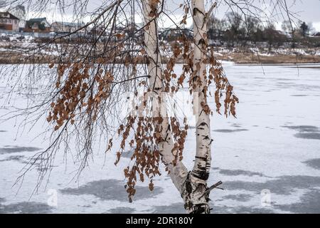 Ein gebrochener Zweig mit orangefarbenen Blättern an einem weißen Birkenstamm an einem Herbsttag. Stockfoto