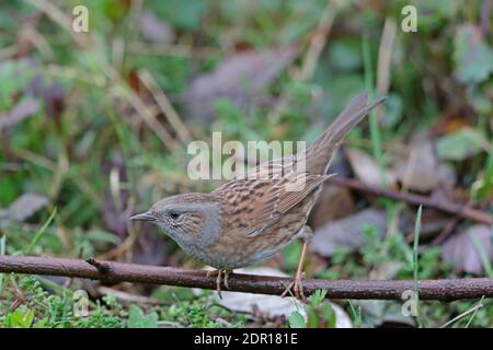 Dunnock oder Hedge Sparrow aufgenommen in Devon UK Stockfoto