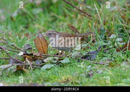 Dunnock oder Hedge Sparrow aufgenommen in Devon UK Stockfoto