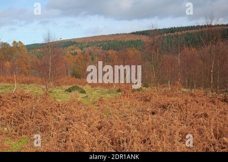 Herbstfarben im Forest of Dean UK Stockfoto