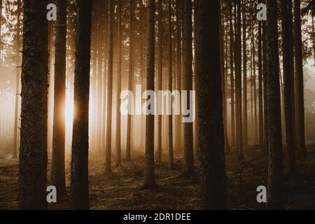 Goldene Stunde mit goldener aufgehender Sonne, die durch Bäume hindurch scheint Fichtenwald Stockfoto