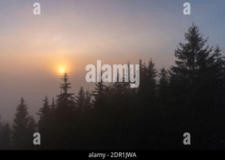 Die Gipfel der Fir Bäume im Nebel mit Sonnenuntergang So Stockfoto