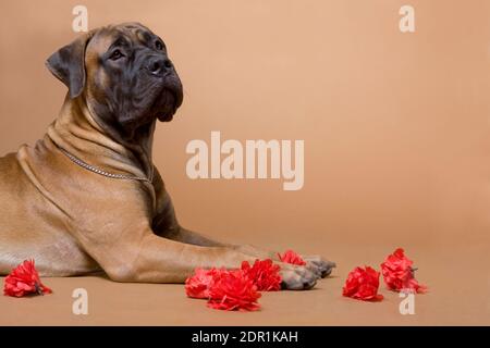 Ein großer rothaariger Hund der Rasse Südafrikanischer boerboel Liegt und hält rote Pfoten in einem Fotostudio an Ein roter Hintergrund Stockfoto