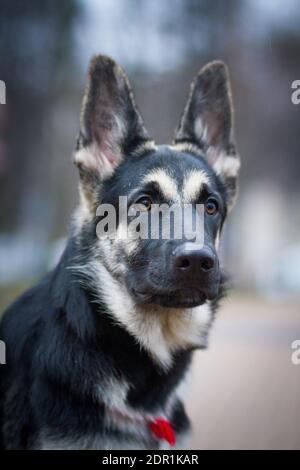Porträt eines Welpen der Rasse East European Shepherd on Ein grauer Hintergrund mit einem roten Amulett Stockfoto