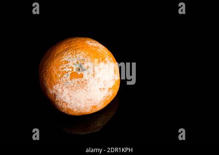 Verfaulte und schimmelige Mandarine isoliert auf schwarzem Hintergrund mit Copyspace. Mandarin Orange Beschädigt. Schlechtes Weihnachtskonzept Stockfoto