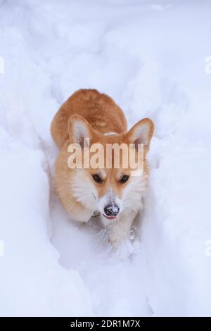 Welsh Corgi Pembroke roter Hund auf einem Winterspaziergang Der Park Stockfoto