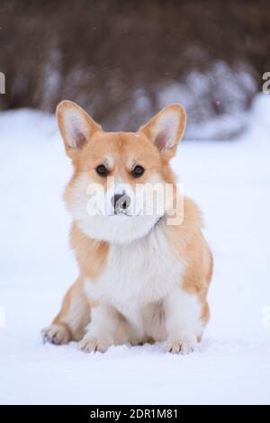 Welsh Corgi Pembroke roter Hund sitzt im Winter auf Der Schnee im Park Stockfoto