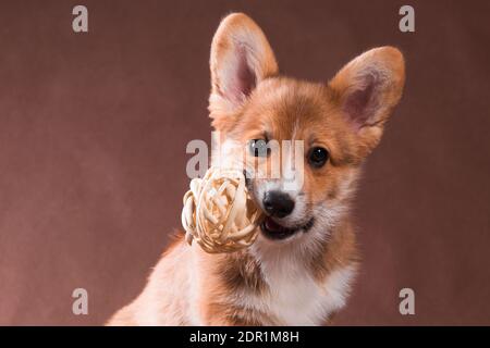 Ein kleiner roter Hund der Welsh Corgi Pembroke Rasse Hält einen runden geflochtenen Ball in den Zähnen Stockfoto