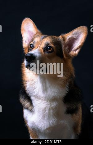 Porträt von rot-weiß mit schwarzem Welsh Corgi Pembroke Hund auf Schwarzer Hintergrund Stockfoto