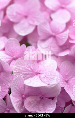 Eine selektive Aufnahme von rosa Hortensien mit Wasser Tropfen Stockfoto