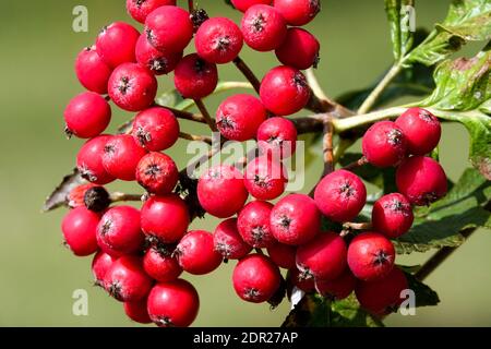 Sorbus borbasii Rowan Beeren Stockfoto