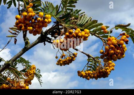 Sorbus aucuparia 'Sunshine', Beeren auf Sorbus-Baumzweig mit Beeren Stockfoto