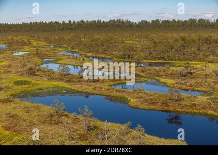 Wundervolle Aussicht auf Moorseen und Holzbrettwanderung durch Sumpfland. Besuchen Sie Estonia Concept. Stockfoto