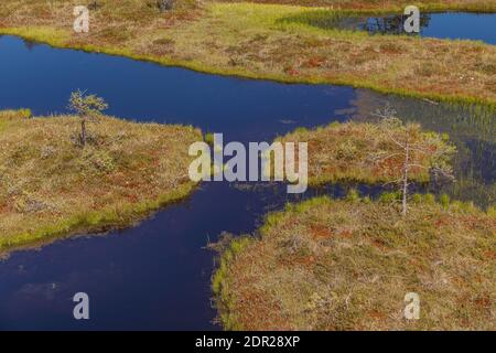 Wundervolle Aussicht auf Moorseen und Holzbrettwanderung durch Sumpfland. Besuchen Sie Estonia Concept. Stockfoto