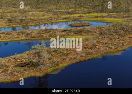 Wundervolle Aussicht auf Moorseen und Holzbrettwanderung durch Sumpfland. Besuchen Sie Estonia Concept. Stockfoto