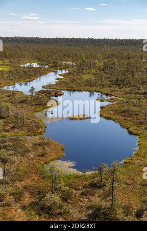 Wundervolle Aussicht auf Moorseen und Holzbrettwanderung durch Sumpfland. Besuchen Sie Estonia Concept. Stockfoto