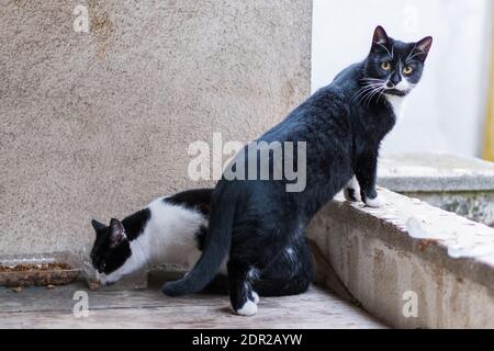 Zwei junge Katzen auf dem Balkon. Stockfoto