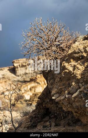 Mondlandschaft, vulkanische Ablagerungen erodiert durch Wind und Regen in der barranco de las monjas an einem Tag mit dramatischer Beleuchtung in Granadilla, Teneriffa, Cana Stockfoto