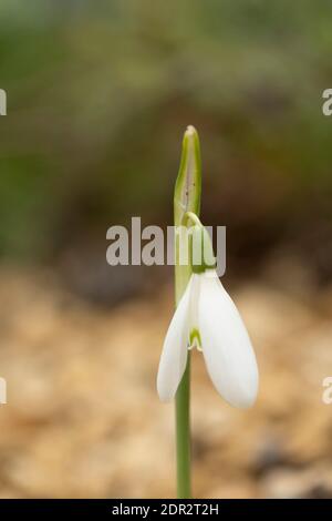 Galanthus Reginae-Olgae zart blühend im Garten, Herbstfärbung (Herbst) Stockfoto