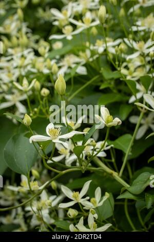 Clematis Terniflora Blüte en Masse im Spätherbst, natürliche Gartenpflanze Porträt Stockfoto