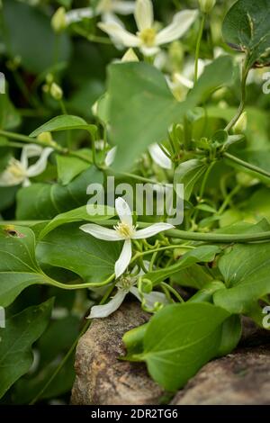 Clematis Terniflora Blüte en Masse im Spätherbst, natürliche Gartenpflanze Porträt Stockfoto