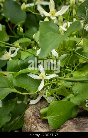 Clematis Terniflora Blüte en Masse im Spätherbst, natürliche Gartenpflanze Porträt Stockfoto