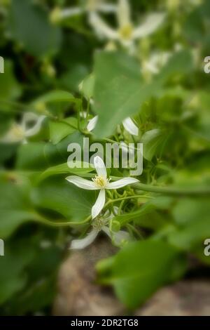 Clematis Terniflora Blüte en Masse im Spätherbst, natürliche Gartenpflanze Porträt Stockfoto