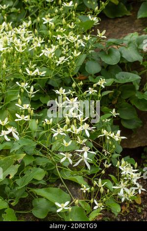 Clematis Terniflora Blüte en Masse im Spätherbst, natürliche Gartenpflanze Porträt Stockfoto