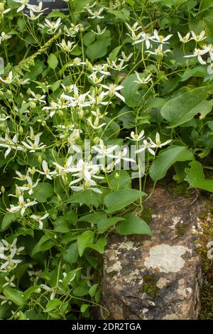 Clematis Terniflora Blüte en Masse im Spätherbst, natürliche Gartenpflanze Porträt Stockfoto