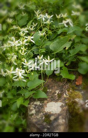 Clematis Terniflora Blüte en Masse im Spätherbst, natürliche Gartenpflanze Porträt Stockfoto