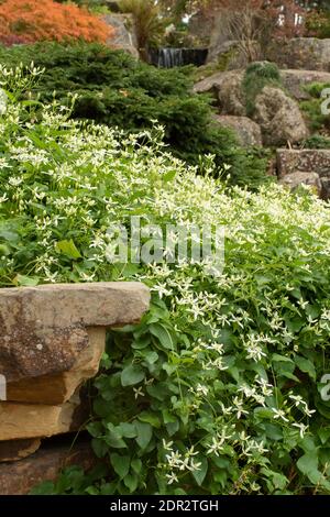 Clematis Terniflora Blüte en Masse im Spätherbst, natürliche Gartenpflanze Porträt Stockfoto