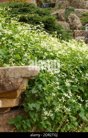 Clematis Terniflora Blüte en Masse im Spätherbst, natürliche Gartenpflanze Porträt Stockfoto