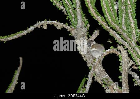 Weißfüßiger sportiver Lemur (Lepilemur leucopus) im Ocotillo-Baum, Berenty Reserve, Madagaskar Stockfoto