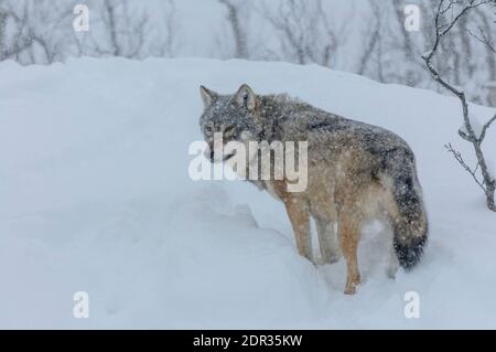 Wolf im fallenden Schnee Stockfoto
