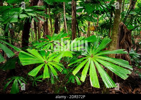 Üppig grüner Regenwald im Daintree National Park, der zum Weltkulturerbe der Wet Tropics gehört. Stockfoto