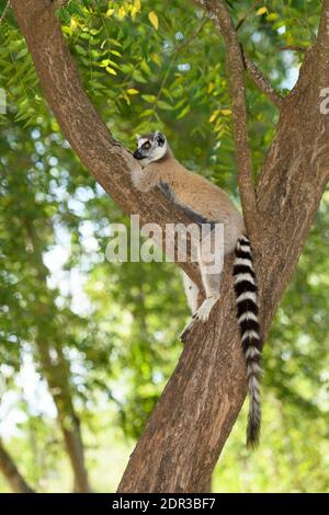 Ringschwanz-Lemur (Lemur catta), Berenty Reserve, Madagaskar Stockfoto