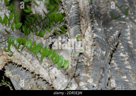 Weißfüßiger sportiver Lemur (Lepilemur leucopus) im Ocotillo-Baum, Berenty Reserve, Madagaskar Stockfoto