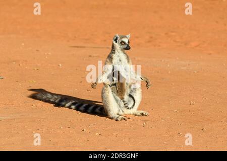 Ringelschwanzmaki (Lemur catta) Weibchen mit Baby, Berenty Reserve, Madagaskar Stockfoto